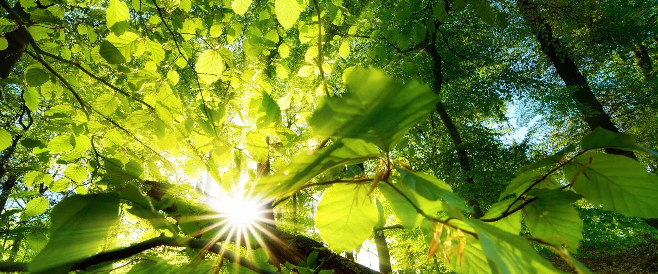 Natura Constructa - Freiräume und Gartengestaltung - Philippe Wohlfart - Kevin Halmanns